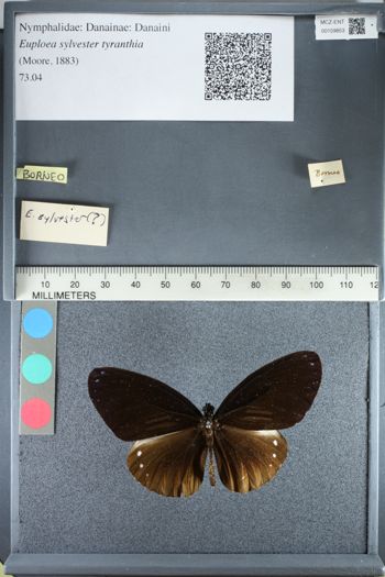 Media type: image;   Entomology 159853